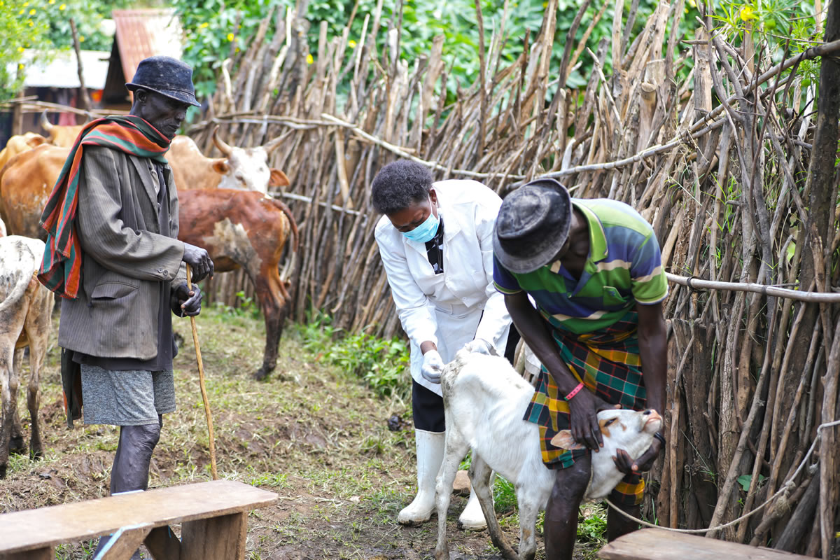 A veterinarian attending to an animal.